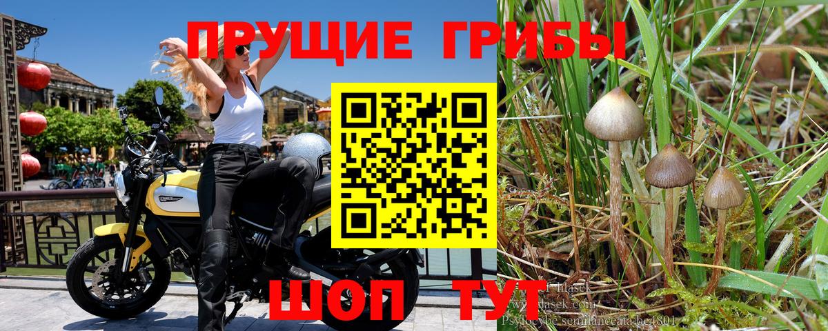 Псилоцибиновые грибы GOLDEN TEACHER Губаха