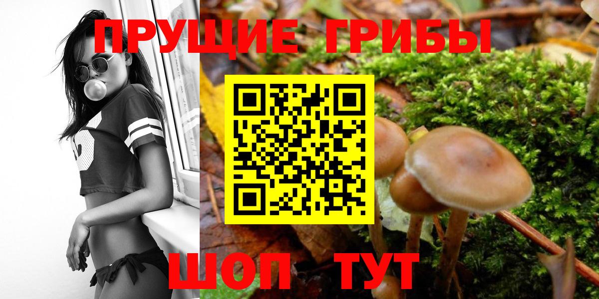Псилоцибиновые грибы Cubensis  Вход с VPN  Губаха 